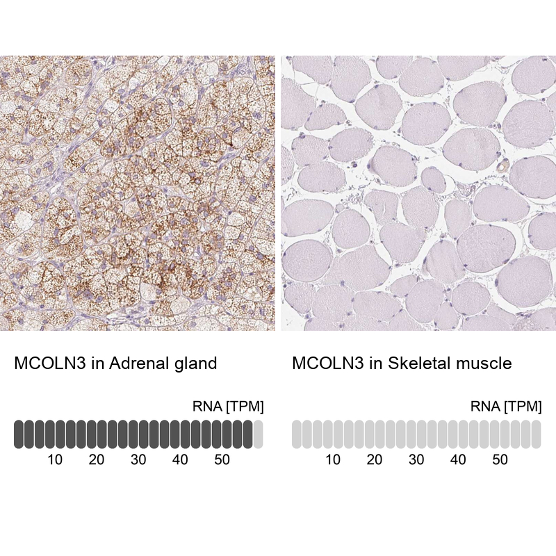 Anti-MCOLN3 Antibody