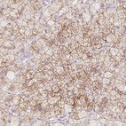 Anti-MCOLN3 Antibody