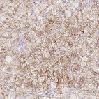 Immunohistochemical staining of human adrenal gland shows high expression.