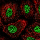 Immunofluorescent staining of human cell line A549 shows localization to nucleoplasm.