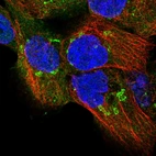 Immunofluorescent staining of human cell line A-431 shows localization to cytosol & the Golgi apparatus.