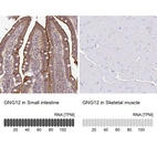 Anti-GNG12 Antibody