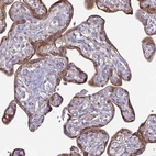 Immunohistochemical staining of human placenta shows strong membranous positivity in trophoblastic cells.