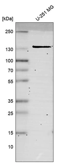Western blot analysis in human cell line U-251 MG.