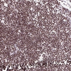 Immunohistochemical staining of human lymph node shows strong nuclear positivity in non-germinal center cells.