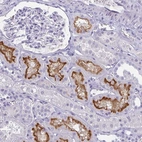 Immunohistochemical staining of human kidney shows high expression.