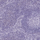 Anti-SLC36A2 Antibody