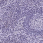 Immunohistochemical staining of human lymph node shows low expression as expected.