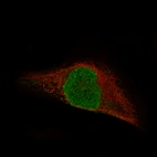 Immunofluorescence staining in RH-30 cell line with Anti-MSH3 monoclonal antibody, showing specific staining of nucleoplasm and nucleus in green. Microtubule- and nuclear probes are visualized in red and blue respectively (where available).