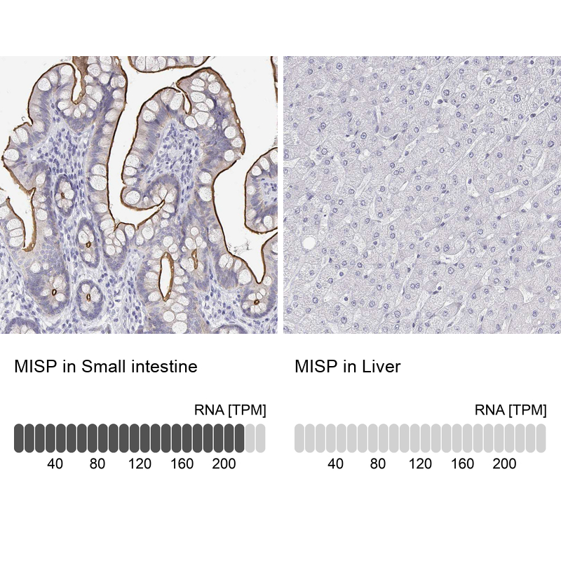 Anti-MISP Antibody