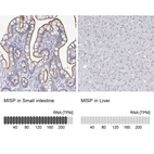 Anti-MISP Antibody
