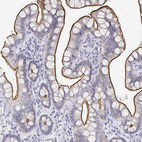 Immunohistochemical staining of human small intestine shows strong positivity in luminal membrane in glandular cells.