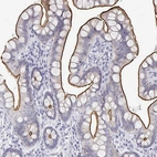 Immunohistochemical staining of human small intestine shows strong positivity in luminal membrane in glandular cells.