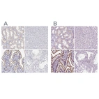 Immunohistochemical staining of human kidney, liver, small intestine and testis using Anti-MISP antibody HPA062232 (A) shows similar protein distribution across tissues to independent antibody HPA049511 (B).