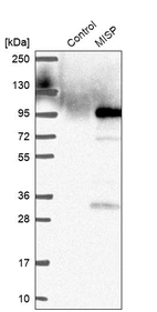 Western blot analysis in control (vector only transfected HEK293T lysate) and MISP over-expression lysate (Co-expressed with a C-terminal myc-DDK tag (~3.1 kDa) in mammalian HEK293T cells, LY406598).