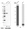 Anti-LBR Antibody
