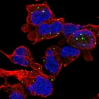 Anti-ZC3H10 Antibody