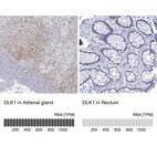 Anti-DLK1 Antibody