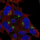 Immunofluorescent staining of human cell line SH-SY5Y shows localization to the Golgi apparatus.