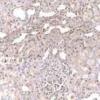 Immunohistochemical staining of human kidney shows moderate nuclear positivity in cells in tubules and cells in glomeruli.
