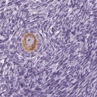 Immunohistochemical staining of human ovary shows moderate cytoplasmic positivity in follicle cells.