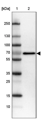 Lane 1: Marker [kDa] 250, 130, 100, 70, 55, 35, 25, 15, 10_br/_Lane 2: Human cell line CACO-2
