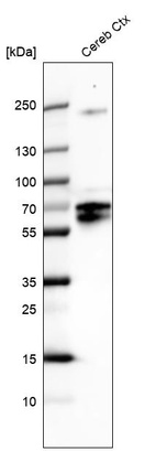 Anti-POU3F4 Antibody