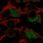 Immunofluorescent staining of human cell line AF22 shows localization to nucleus.