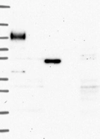 Anti-MFAP3L Antibody