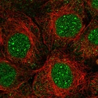 Immunofluorescent staining of human cell line A-431 shows localization to nucleus, nuclear bodies, nucleoli fibrillar center & cytoplasmic bodies.