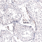 Anti-MSH3 Antibody