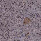 Immunohistochemical staining of human pancreas shows low expression as expected.