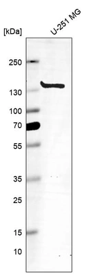 Western blot analysis in human cell line U-251 MG.