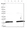 Anti-UBE2L3 Antibody