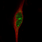 Immunofluorescence staining in RH-30 cell line with Anti-MSH3 monoclonal antibody, showing specific staining of nucleoplasm and nucleus and nucleoli in green. Microtubule- and nuclear probes are visualized in red and blue respectively (where available).