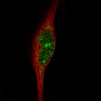 Immunofluorescence staining in RH-30 cell line with Anti-MSH3 monoclonal antibody, showing specific staining of nucleoplasm and nucleus and nucleoli in green. Microtubule- and nuclear probes are visualized in red and blue respectively (where available).