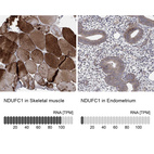 Anti-NDUFC1 Antibody