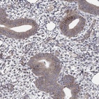 Immunohistochemical staining of human endometrium shows low expression as expected.