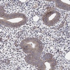 Anti-NDUFC1 Antibody