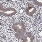 Immunohistochemical staining of human endometrium shows low expression as expected.
