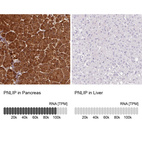 Anti-PNLIP Antibody