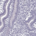 Immunohistochemical staining of human endometrium shows low expression as expected.