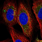 Immunofluorescent staining of human cell line U-2 OS shows localization to lipid droplets.