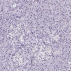 Immunohistochemical staining of human pancreas shows no positivity in exocrine glandular cells as expected.