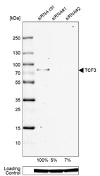 Western blot analysis in MCF-7 cells transfected with control siRNA, target specific siRNA probe #1 and #2, using Anti-TCF3 antibody. Remaining relative intensity is presented. Loading control: Anti-GAPDH.