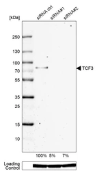 Western blot analysis in MCF-7 cells transfected with control siRNA, target specific siRNA probe #1 and #2, using Anti-TCF3 antibody. Remaining relative intensity is presented. Loading control: Anti-GAPDH.