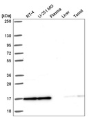 Anti-NCBP2 Antibody