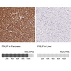 Anti-PNLIP Antibody