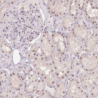 Anti-BATF2 Antibody