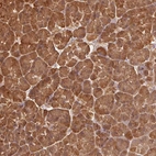 Immunohistochemical staining of human pancreas shows strong cytoplasmic positivity in exocrine glandular cells.